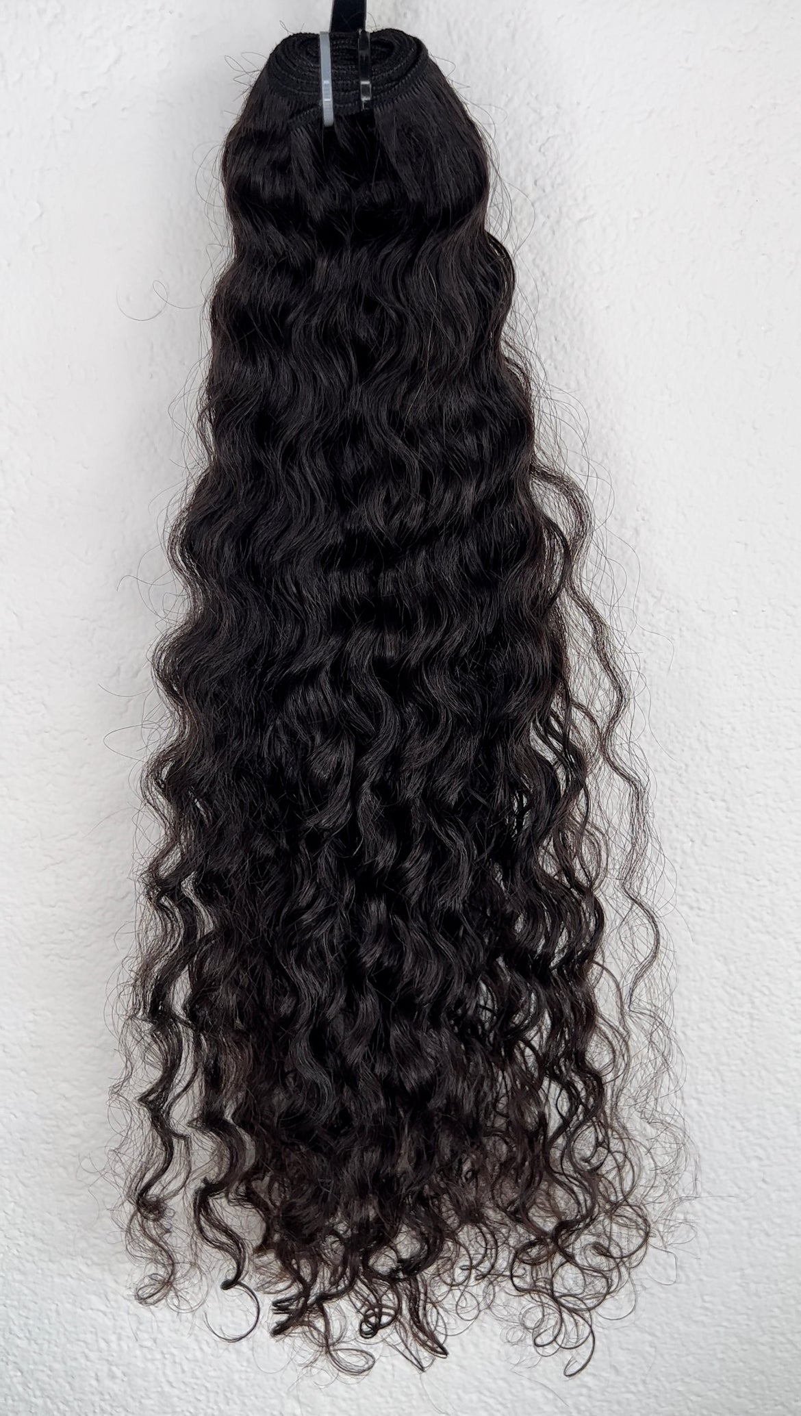 Luxury Burmese Curly